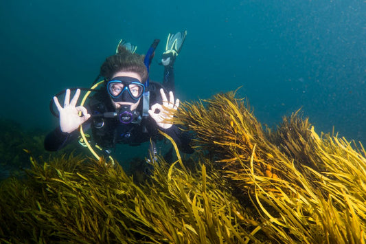 The Butterfly Effect - How the loss of crayweed could upset the Australian Seafood Industry