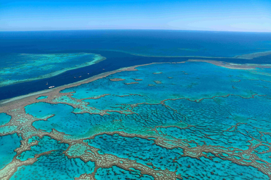 Why we need to act now to save the Great Barrier Reef